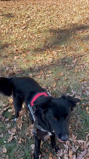The Boone Elvis/ Koa Rodeo | Chato Urbin