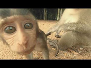 MONKEYS of CAMBODIA