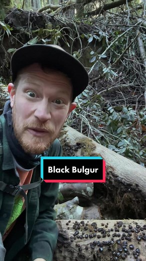 Mushroom Education and Ecology with Endophytes and Saprobes