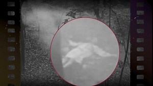 19K views · 114 reactions | Step aboard the "Curse of the Rails,"...