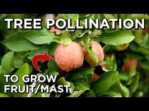 Tree Pollination 101 | How Many Trees To Plant??