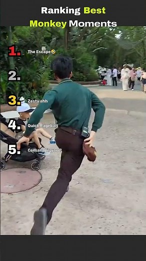 Ranking Wildest Monkey Moments 🐵 #monkeyvideos #funnyanimal #viral