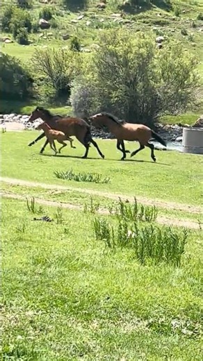 The stallion bringing order to the herd