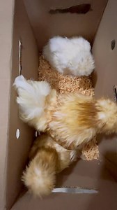 584K views · 9.4K reactions | Envío de trío adulto reproductor de gallina Silkie #gallinas #silkies | Criadero "El Nogal". | Facebook