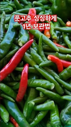 풋고추 몇년을 두고 먹어도 싱싱한 보관법 #월동준비 #건강 #farming #전원생활