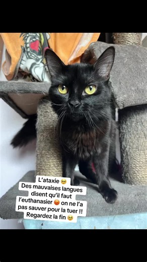 3 semaines que notre petite chatte parachute (tombée d’une fenêtre) handicapée et abandonnée à été sauvé et récupéré à l’association 🥺 Nous l’avons appelé Aloé 🍀 Elle souffre d’ataxie et certain jour sont mieux que d’autres… Elle est vraiment attachante, très collante et câline, une vrai petite glue qui vous suit jusqu’au 🚽 Elle a déclenché ses chaleurs il y a 2 semaines, puis s’en ai suivi de quelques jours très compliqués où elle ne tenait quasi plus sur ses pattes 😓elle grognait comme si 