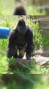 I'm love gorilla 🦍 #gorilla #gorillalove #gorillaglue #gorillababy #gorillareels #animalrescue | gorilla lover