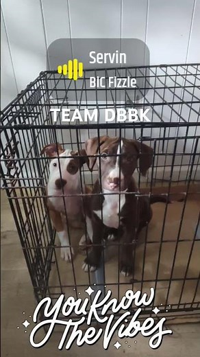 off Dixie son to mom breeding heavy OFRN REDBOY