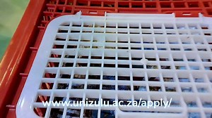 29 reactions | -Programme Name: B Sc Agric: Agricultural Plant Sciences -Min Admission Requirements: NSC Deg with Engl and LO and Maths 4 and Agric Sci or Life Sci or Phys Sci 4 -Closing date: 30 September - Years: 4 yrs Min -Points: 28 #2023unizuluopen | University Of Zululand | Facebook