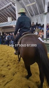 #auctionhorse #aqha #auction #auctionswork #ranchlife #horse #horses #fypviralシ #fypシ #auctionhorse #ncha | Legacy Livestock Auction LLC