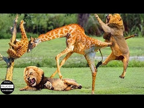キリンが強力な蹴りでライオンを打ち倒し、同類を救出 | 野生動物