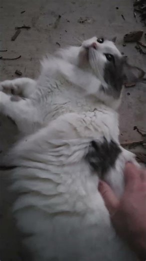 Jiminy gets some pets