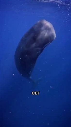 Mécanisme de Défense du Cachalot Pygmée