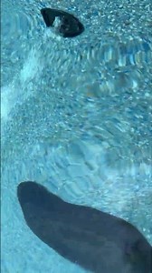 Pool jet air bubbles2