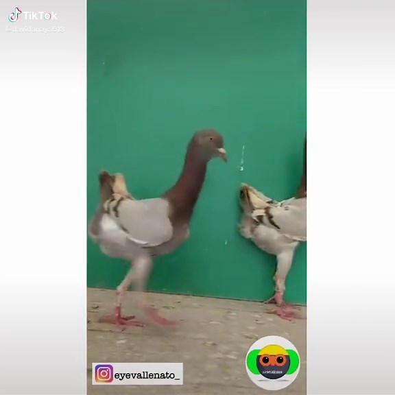 Exploring the Fear of Pigeons: Are They Really Scary?