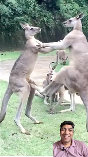 Two Kangaroos Fighting Like Boxers 🥊 | Real Funny Wildlife Battle in Australia 🇦🇺