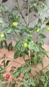 Una mean say a proven organ harvester was allowed to drive himself from Aba to Abuja. 😂😂 This must be a skit. Anyway my pepper saying Hello 😊 #gardening #sustainability #backyardgarden #nigerianfoodie #homegrown | Ernest Onyedikachi Maxwell