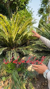 526 reactions · 50 shares | Sago palm plants care #plantscare #plants #gardendecor #nursery | Dogar Online Nursary and Kitchen Gardening Shop | Facebook