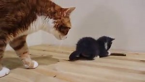 16K views · 424 reactions | Sneak-Peek at our commercial we’re airing during tomorrow’s Season 2 premiere of Pip’s Morning Show on Facebook! See you at 8am! | Pip the Beach Cat | Facebook