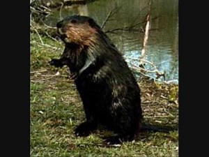 Ecology by Bill Sutton