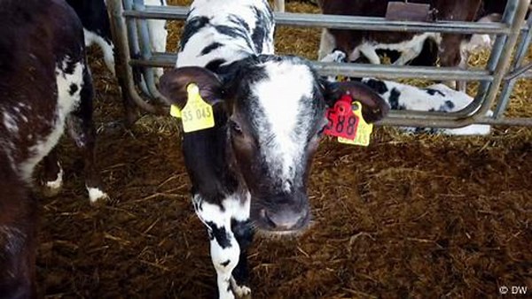 Artificial intelligence in livestock farming