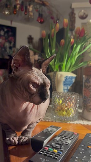 La panthère rose #sphinx#chat#🙀#🐾