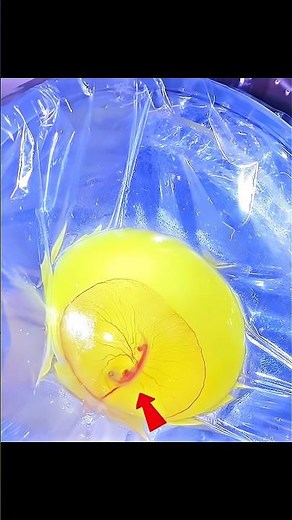 They HATCHED a Turtle WITHOUT a Shell 🤯 #shorts #turtle #egg