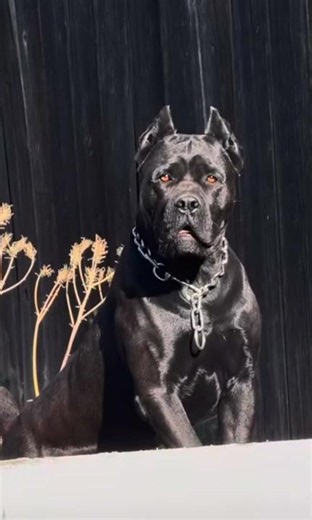 Black Cane Corso – Power, Loyalty & Strength! 🖤🔥