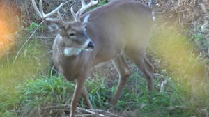 13K views · 62 reactions | Turn up the volume!!! Best buck roar ever!! | ScrapeFix | Facebook