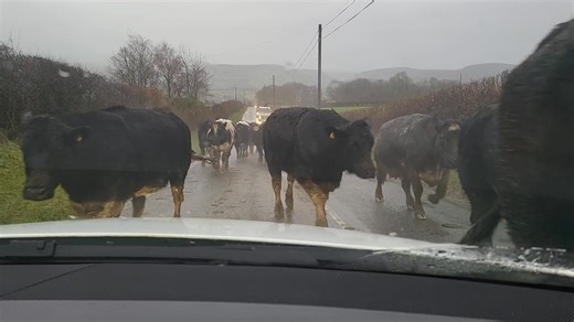 Mid Wales morning commute traffic 🤣 It was actually kinda scary, they're as tall as my car, & knocked my wing mirror in 😳 | Emma Porter