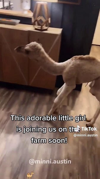 Funniest Moments with Camels