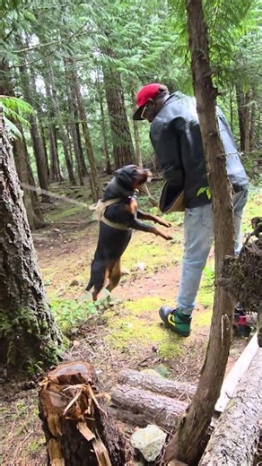 Civil bush protection training #dog training🐕🦮🐕‍🦺