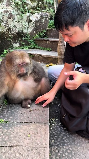Adorable Monkey Moments