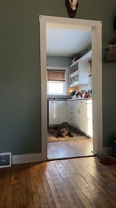 26K views · 1.2K reactions | real footage of a brown bear fading away from starvation after mom told him he has to wait for his chickens to cool down before he can eat them | Mel & Moose | Facebook