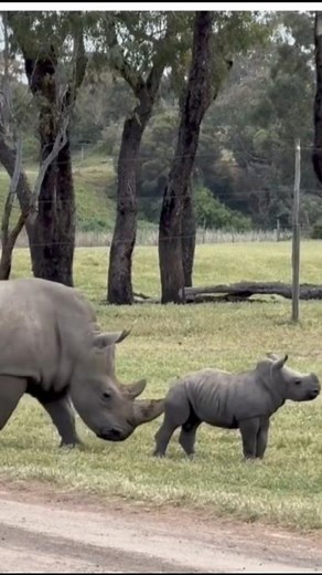 The Rhinoceros #animalfacts