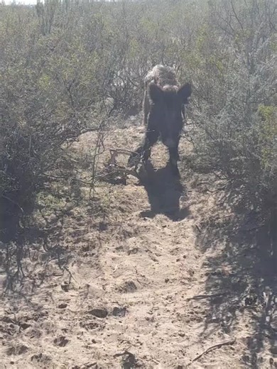 Discover Wild Boar Behavior in Natural Habitat