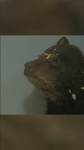 Baby Bear Cub Sisters 🥹🐻 | Cub Camp | ‪@natgeokids‬