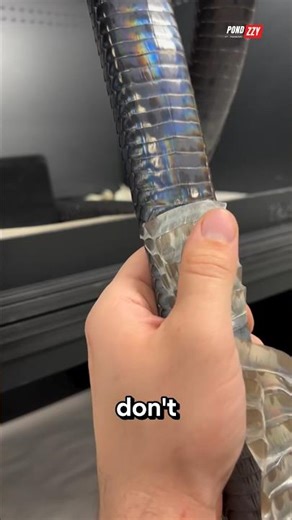 😱 Never Touch a Snake While It’s Shedding!