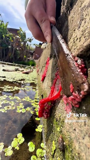 #tiktok #applesnail #foryoupage #applesnaileggs