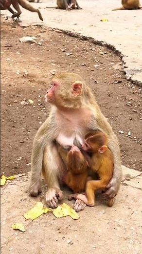 🐒 Real monkey#monkeysounds #junglesounds #naturesounds #relaxing #sleepsounds #rainforest
