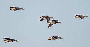 An utter slob: Wexford’s unique wildfowl reserve