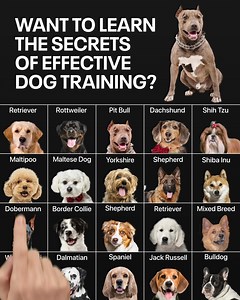 240 reactions · 27 shares | Still not sure how to train your dog? 樂 Take a short quiz to get a personalized dog training program prepared for your furry friend!  | Woofz | Facebook