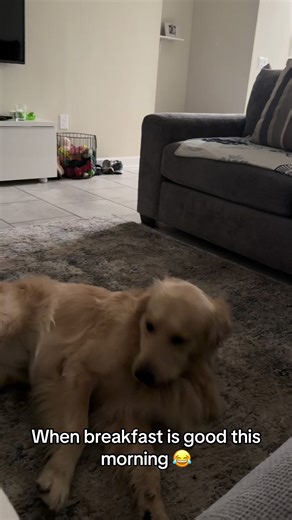 This is the life 😂 #goldenretriever #hannahmontana #dogsoftiktok #goldenretrieverlife