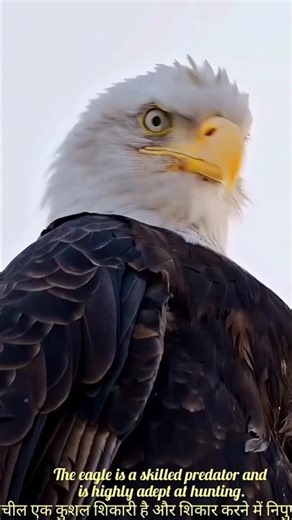 The eagle is a skilled predator & is highly adept at hunting