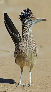 402K views · 30K reactions | The road runner. #mexican #americanwildlife #americanbirds #southamerica #centralamerica #usa #worldwildlife #birdsofprey #birdsoftheworld #birdsphotography #world #bbcwildlife #bbcearth #nationalgeographic #natgeowild #natgeo #discoverychannel #discovery #animalplanet #animalkingdom #animalworld #naturephotography #indianwildlifeofficial #wilddiscovery #wildlifeprotection #wildlifeindia | Vivek Mandya C | Facebook