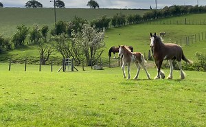 34K views · 2.7K reactions | Maytime's wee man is looking for a name? Name to begin with the letter G. I was born on 4th May 2021 My mum is Maytime My Dad is Eden Beau My sisters are Mischief, Missy, Milly and Bonny Lass. Farmer @John will select his favorite six then put it to a vote form our Clydesdale fans. | Blackstone Clydesdales | Facebook
