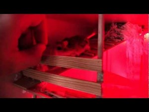 Hamster call trick - Hamster Rufen Trick