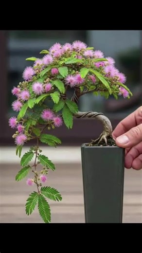 Belajar Bonsai Putri Malu dengan Mudah
