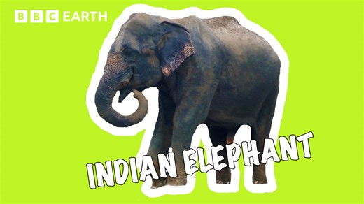 66K views · 998 reactions | Indian elephants have pretty big appetites – they spend up to 19 hours a day feeding and eat up to 150 kilograms of plants a day! All of this feasting means that they also need to poo a lot, providing a valuable service to the land as they disperse seeds and nutrients across long distances. | BBC Earth | Facebook