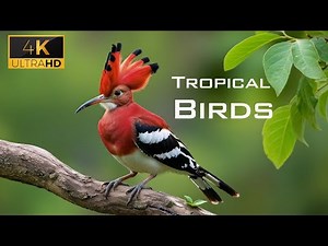 Tropical Birds with Names and Sounds in 4K - Scenic Relaxation Film